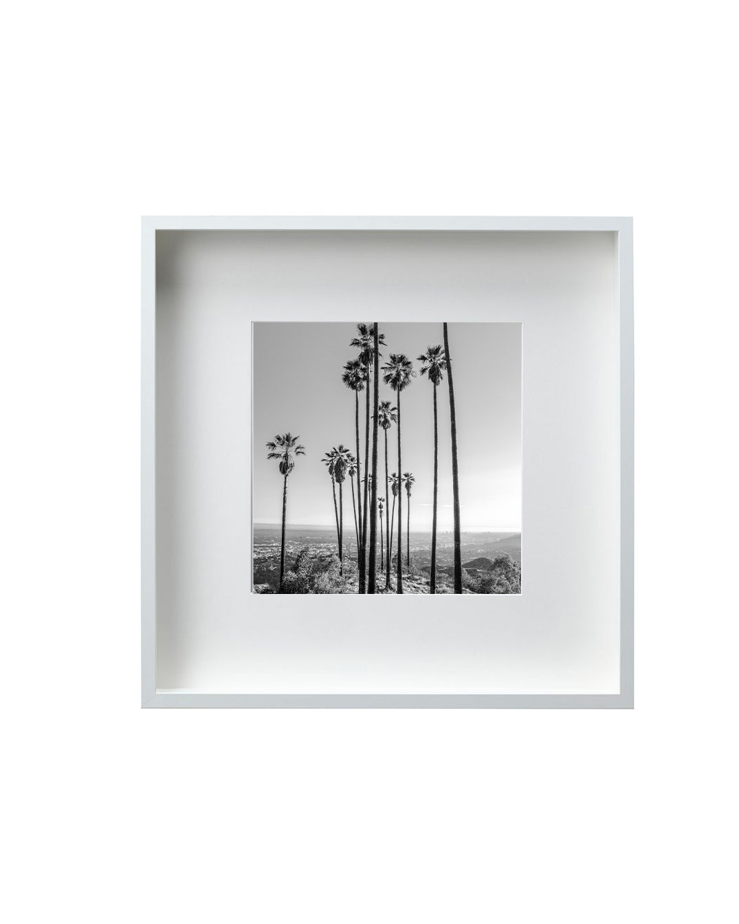 Hollywood Hills Palms