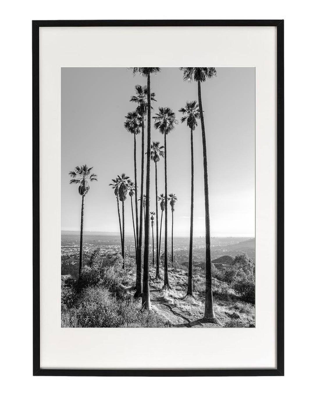 Hollywood Hills Palms