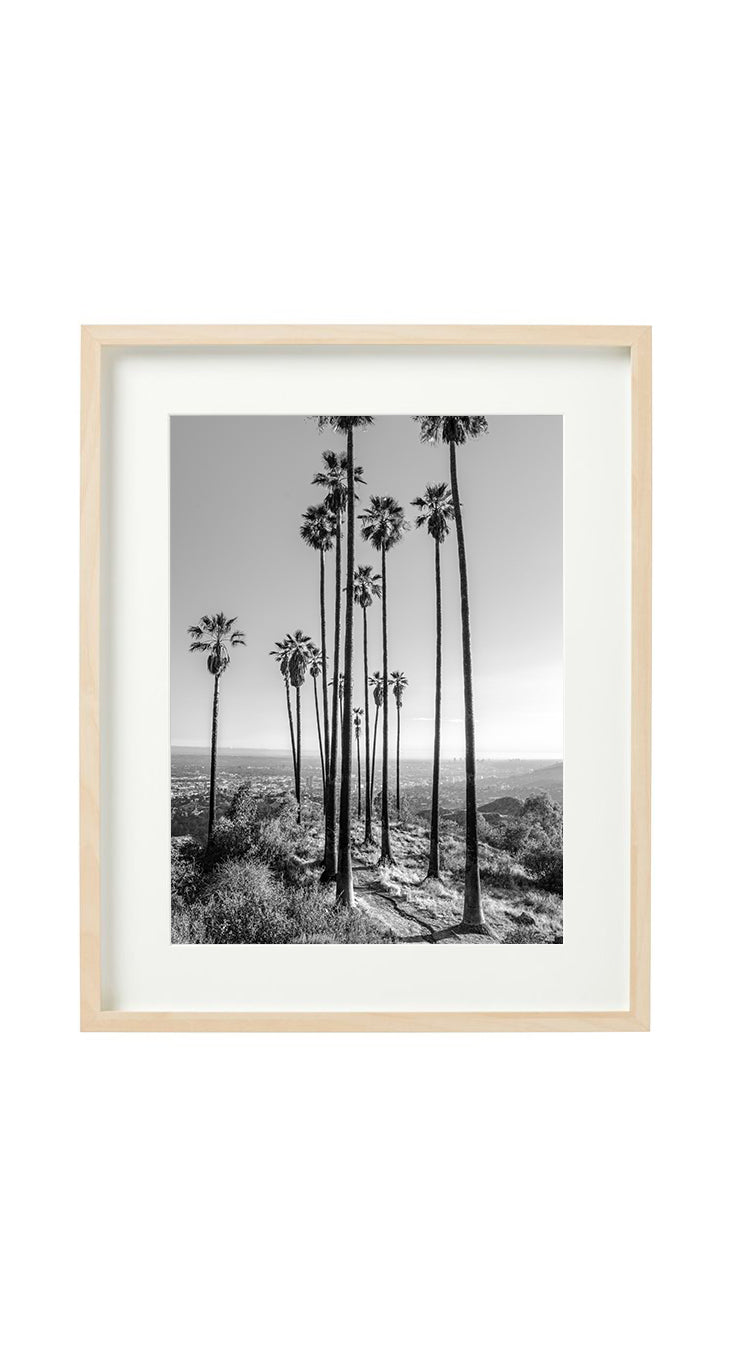 Hollywood Hills Palms