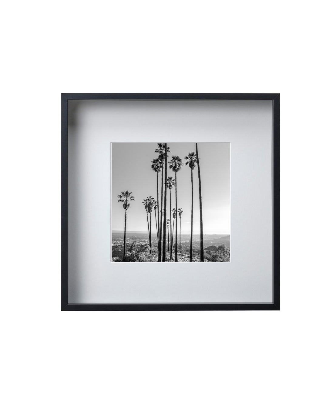 Hollywood Hills Palms